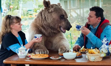Couple Adopted Orphaned Bear 23 Years Earlier And They Still Live Together..JPG
