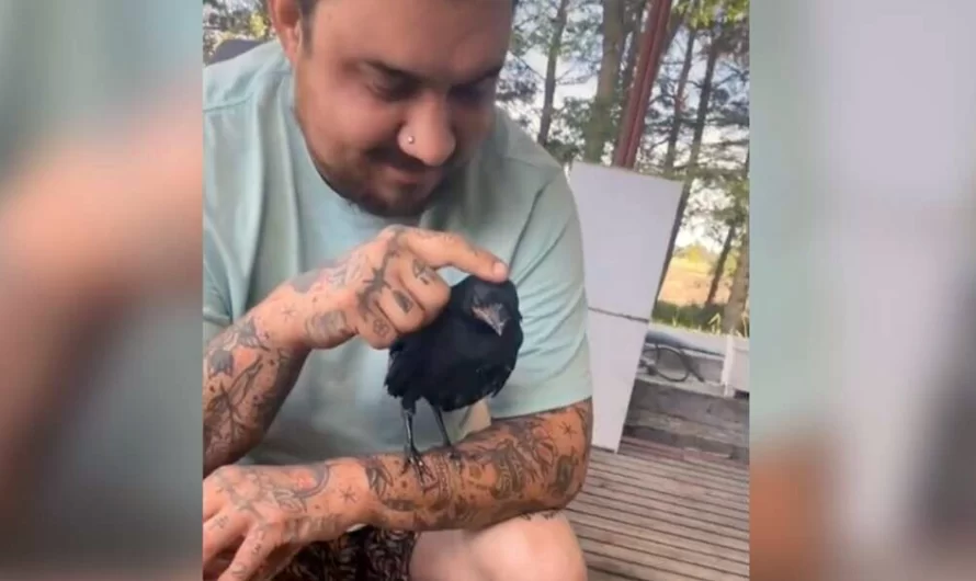 Crow Returns To See Family Who Saved Him Whenever He Wants A Cuddle.