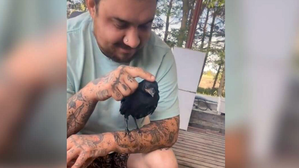 Crow Returns To See Family Who Saved Him Whenever He Wants A Cuddle