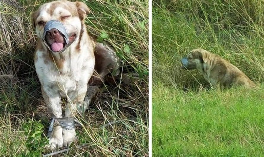 Dog Left To Die With A Taped Mouth And Legs Can Not Stop Wiggling His Tail After Being Rescued By Plumbers