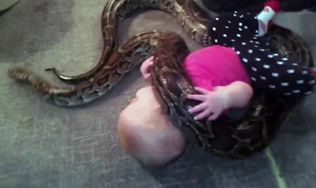 Dad defends decision to allow his 13-foot animal python wrap itself around his toddler