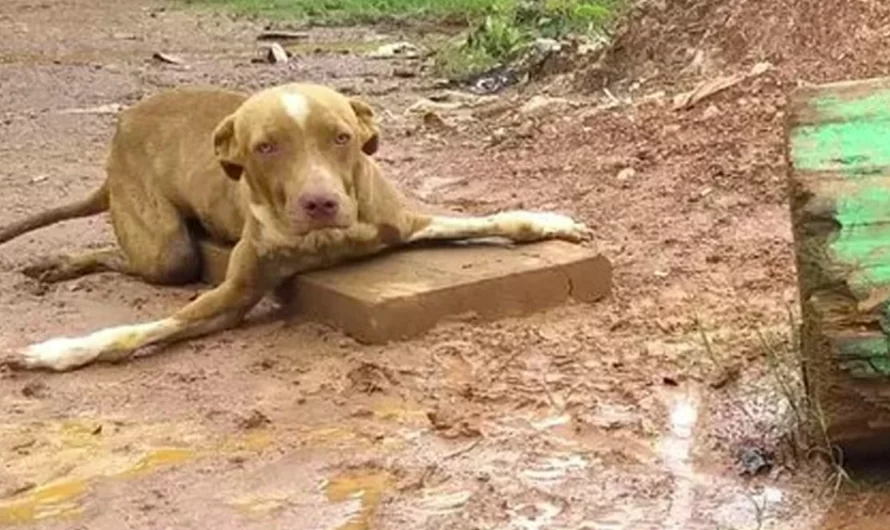 Disabled Unwanted Dog With Bent-Legs Is Abandoned On The Road Before A Tire Repair Shop