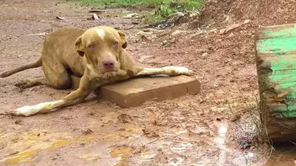 Against All Odds: The Unwanted Disabled Dog with Crooked Legs Finds Hope Near a Tire Repair Shop