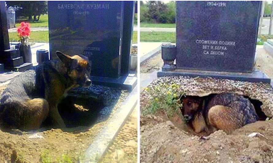 Dog Creates A Big Hole Under A Tomb, But It’s Not For Any Deceased Owner