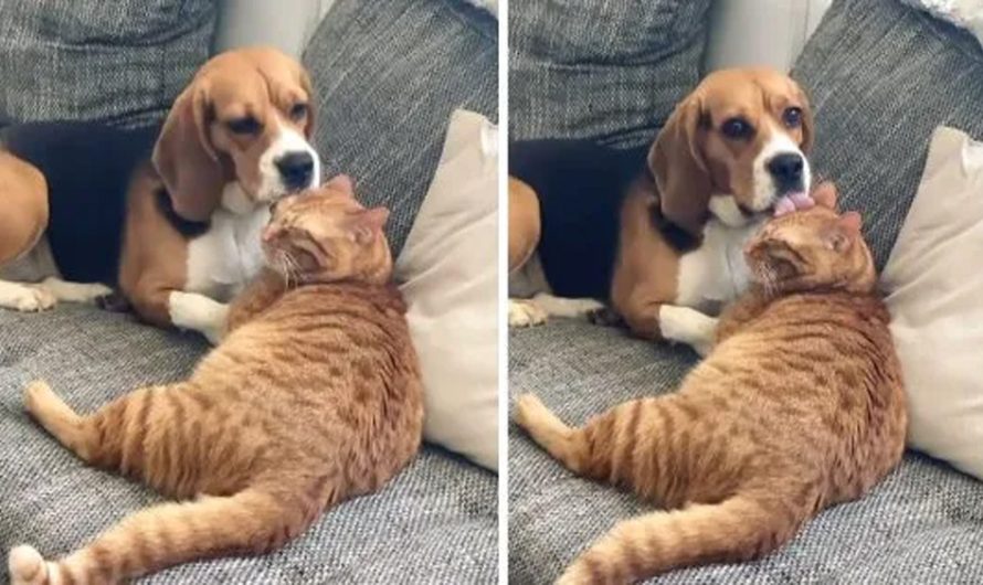 Dog Freezes Mid-Lick When Busted Grooming The Cat