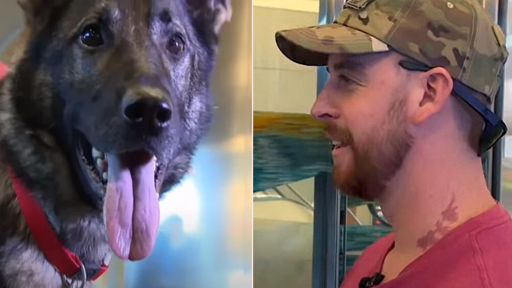 Dog Races Into Arms Of Soldier After Years Apart