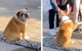 Dog Sits Outside His Mother’s Store Every Day To Shake Hands With Customers