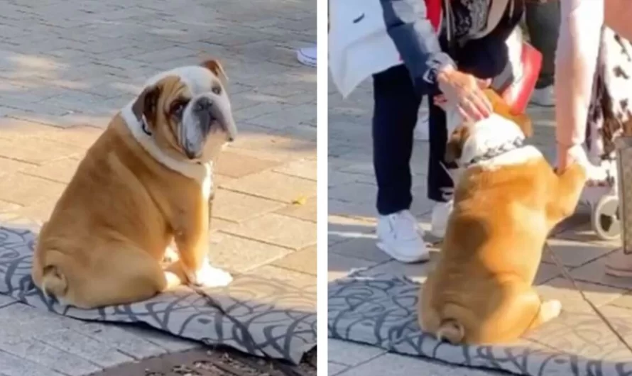 Dog Sits Outside His Mother’s Store Every Day To Shake Hands With Customers