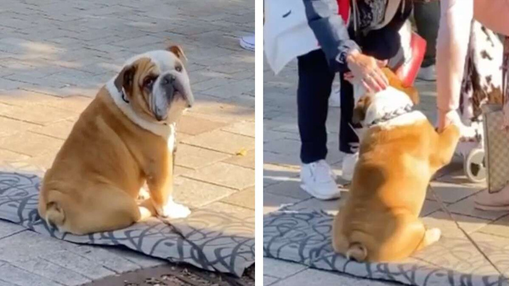Dog Sits Outside His Mother's Store Every Day To Shake Hands With Customers
