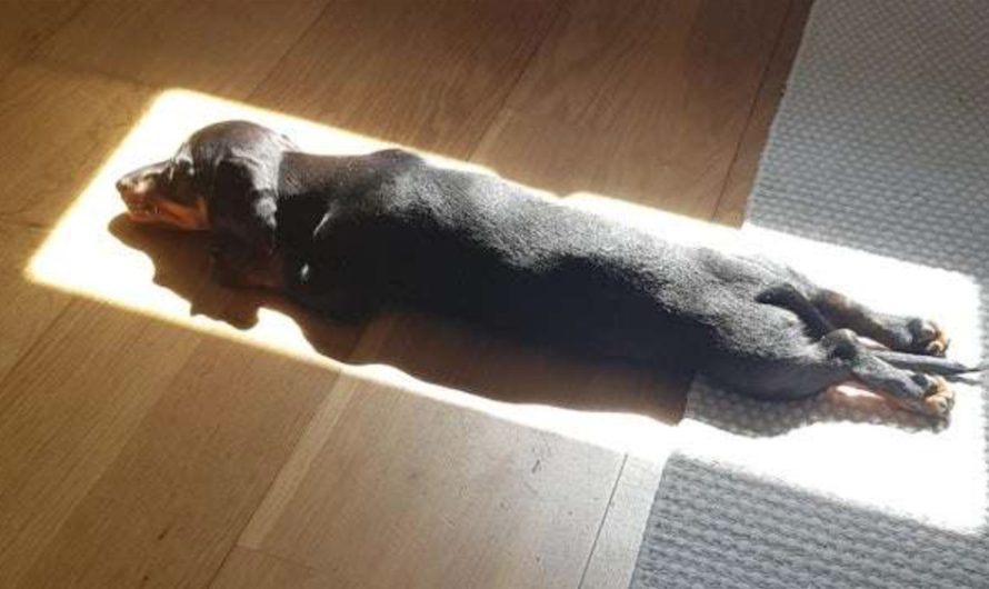 Dog Who Loves Sleeping In Sunlight Locates The Perfect Spot To Nap