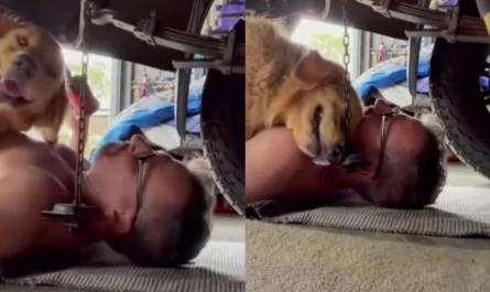 Dog crawls under mechanic dads vehicle to provide him the biggest cuddle