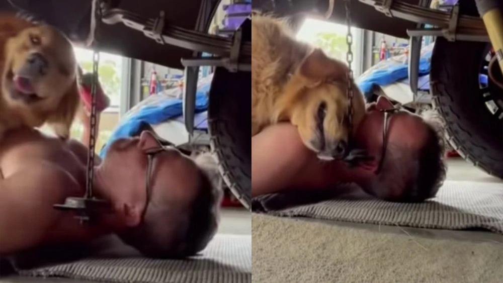 Dog crawls under mechanic dads vehicle to provide him the biggest cuddle