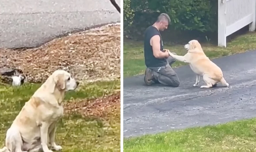 Dog waits patiently weekly for her favored garbage man to arrive