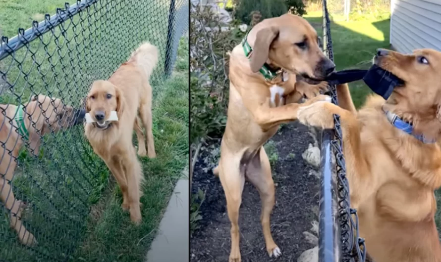 Dogs Only Visited Via The Fence Until The Day The Neighbor Opened Up The Gate