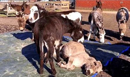 Donkey Sees His Friend Lying Dead And Cries Out Noisally Begging Him To Wake Up