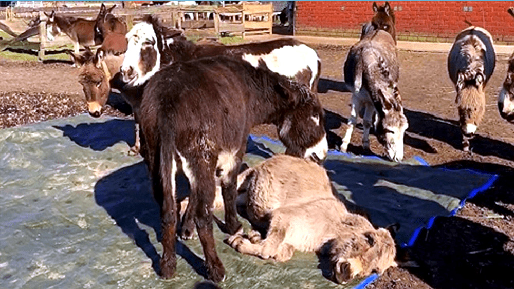 Donkey Sees His Friend Lying Dead And Cries Out Noisally Begging Him To Wake Up