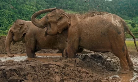 Elephant Couple Rescued After Being Slaves For 80 Years, Finally Have Time Of Their Lives At New Shelter.