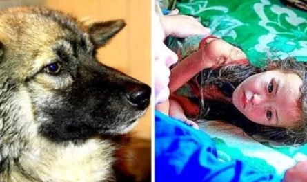 Faithful Dog Kept Lost 3 Years Old Alive For 12 Days In Savage Siberian Wilderness