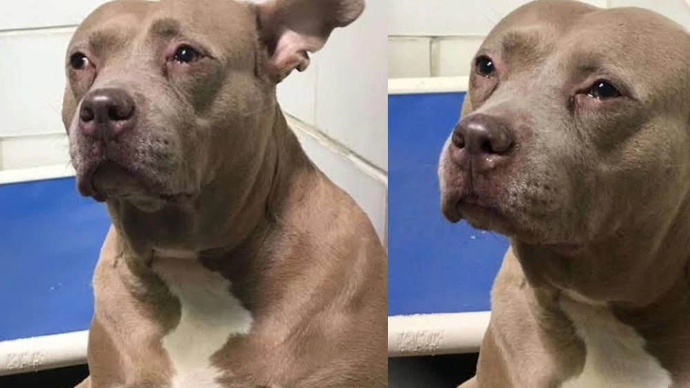 Family Adopts Pit Bull Dog After Seeing Her Crying In The Kennel