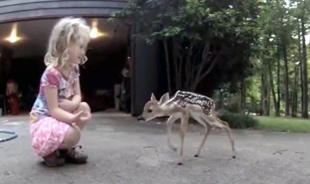 Fawn Approaches Little Girl And They Share A Special Moment