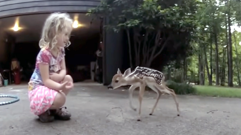 Fawn Approaches Little Girl And They Share A Special Moment
