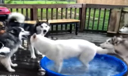 Fun-Loving Husky Refuses To Share His Pool With Anyone