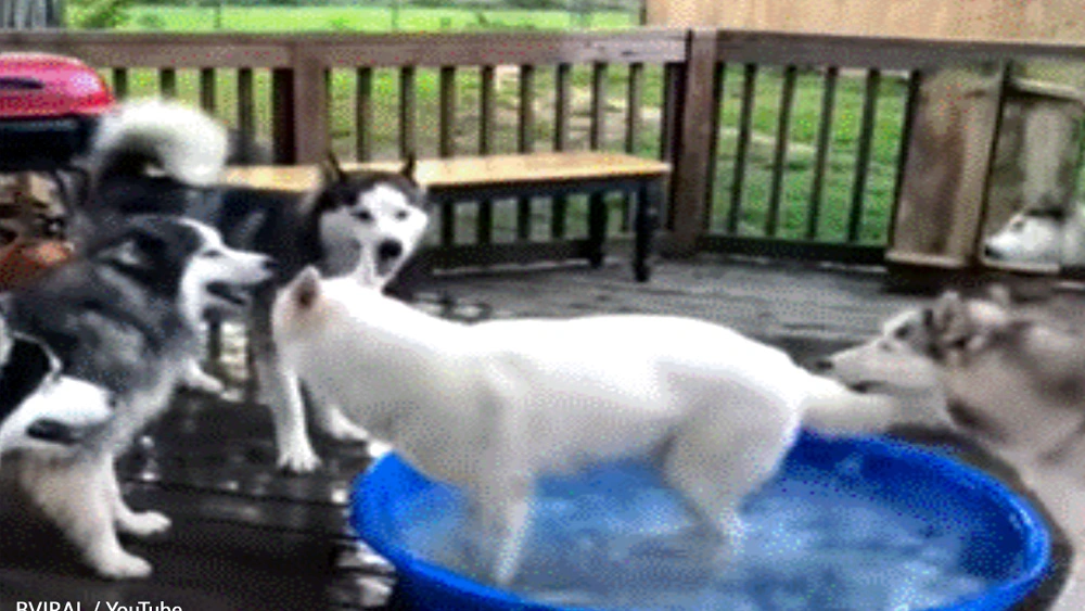 Fun-Loving Husky Refuses To Share His Pool With Anyone