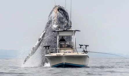 GIANT WHALE Breaches Next To Small Boat In Amazing Video