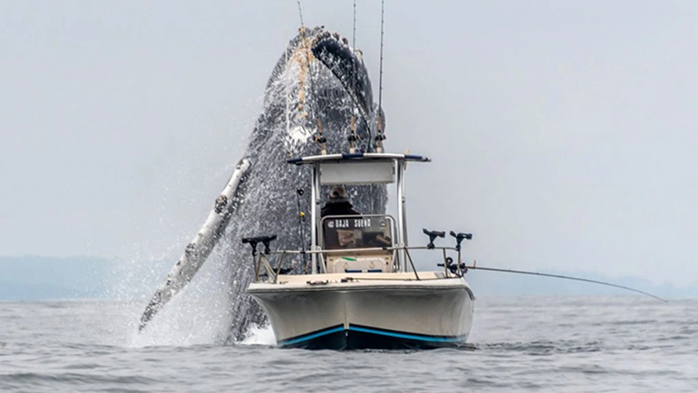 GIANT WHALE Breaches Next To Small Boat In Amazing Video