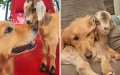 Golden Spends So Much Time With Baby Goats That They Believe She’s Their Mother