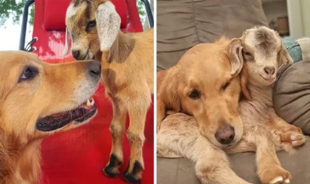Golden Spends So Much Time With Baby Goats That They Believe Shes Their Mother