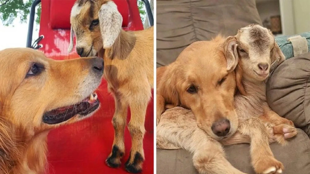 Golden Spends So Much Time With Baby Goats That They Believe Shes Their Mother