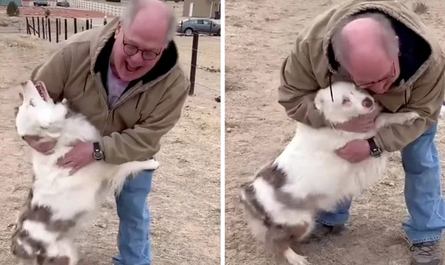 Grandfather’s Worries That the Dog Wouldn’t Recognize Him After a Year Apart, But The Excited Dog Rushes Towards Him