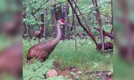 Guy Spots Strange Creatures On His Trail Camera - And Believes They Might Be Dinosaurs