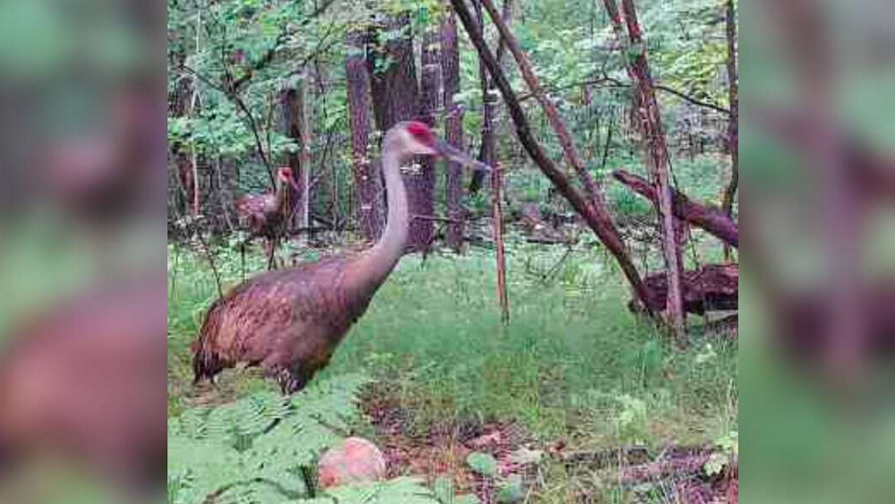 Guy Spots Strange Creatures On His Trail Camera - And Believes They Might Be Dinosaurs