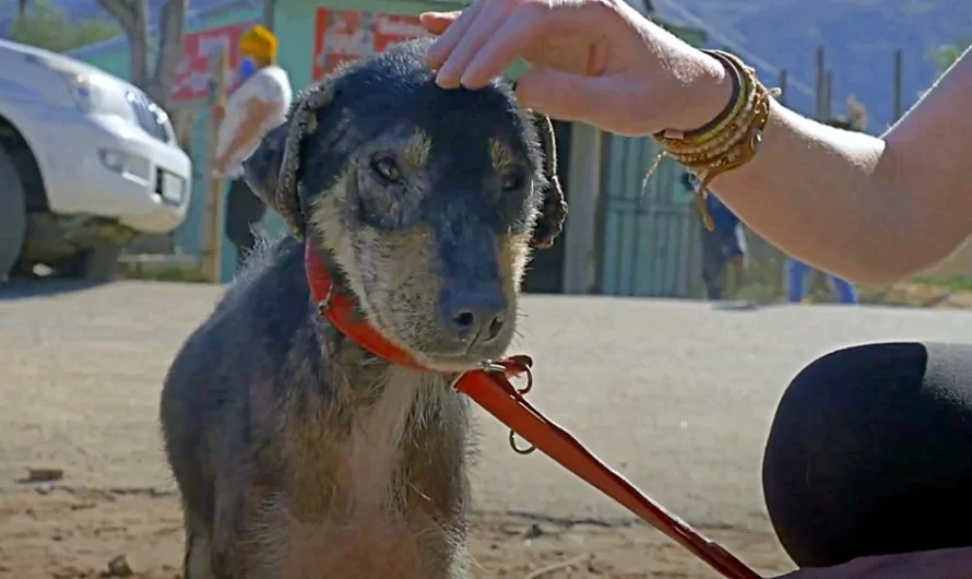 He Was Sick and Had A Broken Pelvis, But His Owners Remained To Ignore Him