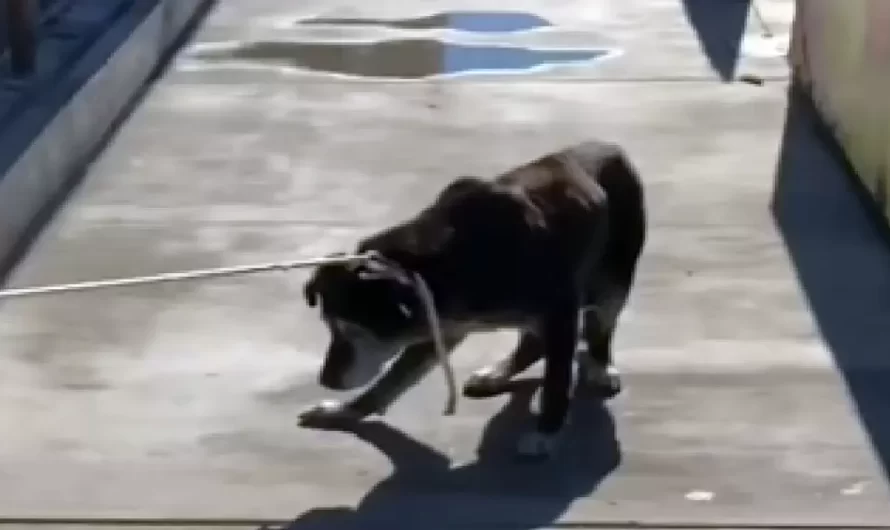 Sick Elderly Dog Dumped At Shelter However Now He’s Running Laps With His New Owner