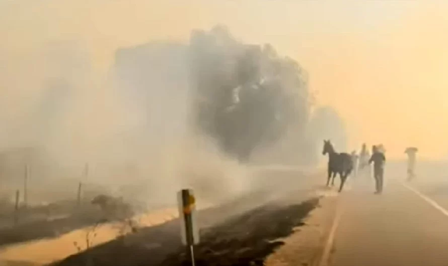 Horse Runs Back Into Burning Wildfire To Rescue Her Family