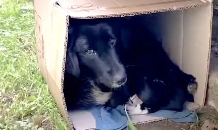 Mama Dog Found Bundled Up In A Cardboard Box With Her Puppies