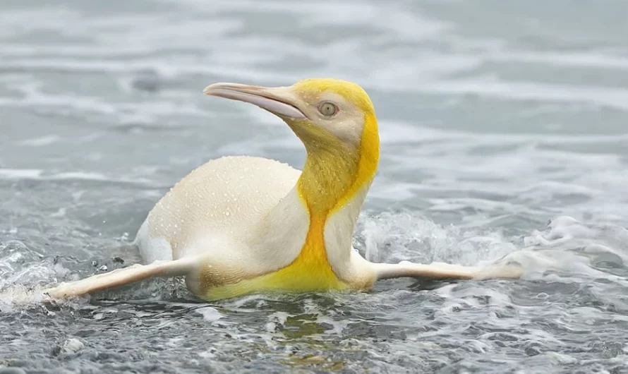 Incredibly Rare Yellow Penguin Captured In Stunning Once In A Lifetime Pictures