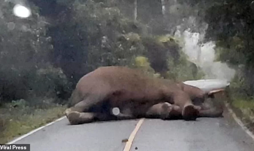 Lazy Elephant Stops Traffic By Taking A Nap In The Middle Of The Road