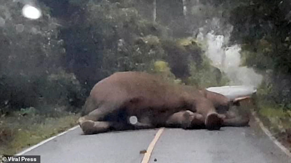 Lazy Elephant Stops Traffic By Taking A Nap In The Middle Of The Road