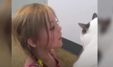 Little girl reunites with beloved cat after