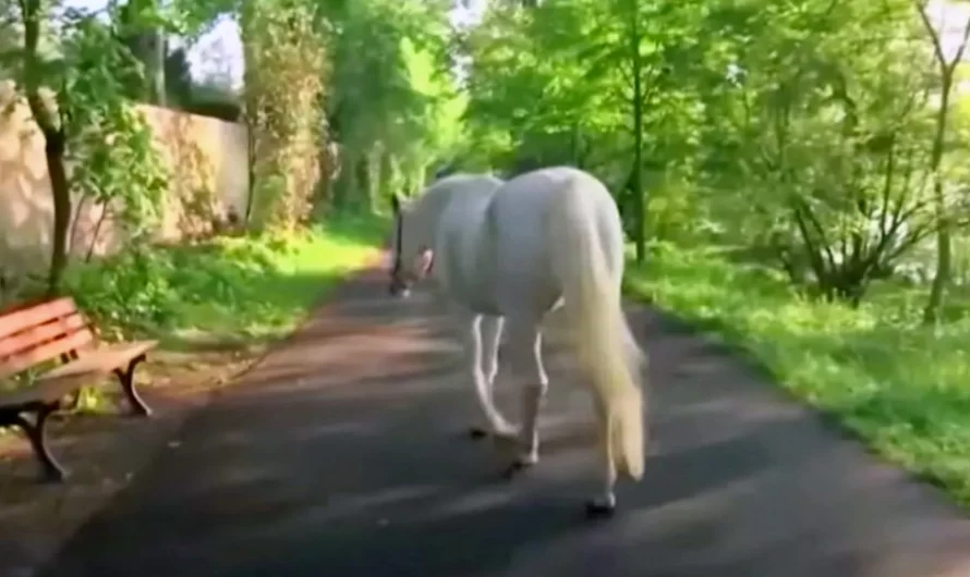 Lone Mare With Note Around Her Neck Takes Walks Alone Every Day .