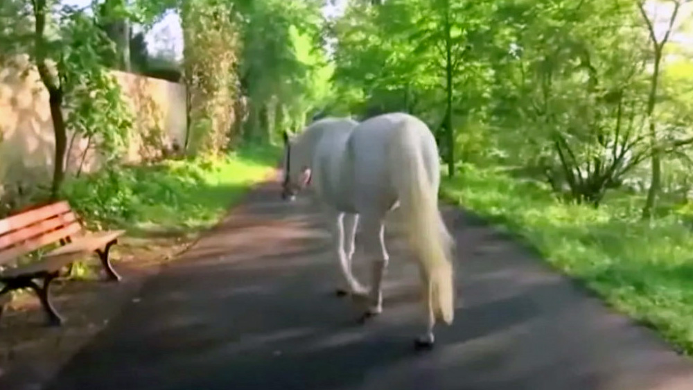 Lone Mare With Note Around Her Neck Takes Walks Alone Every Day