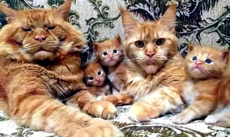 MEET the Cutest Golden Maine Coon Cats Family Ever Before (VIDEO).