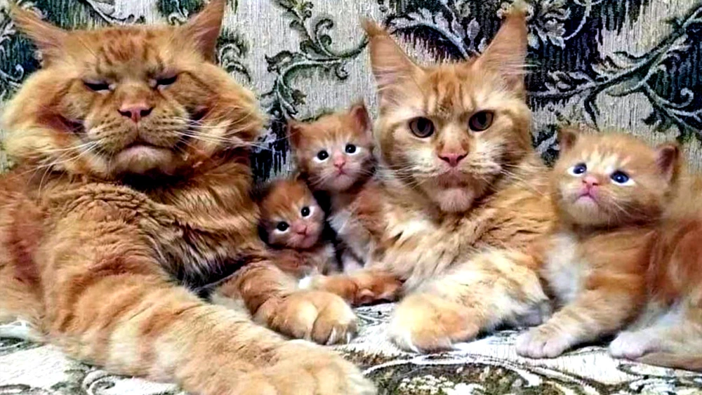 MEET the Cutest Golden Maine Coon Cats Family Ever Before 