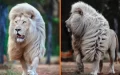 Magnificent Photos of a White Lion Showing His Majestic Mane