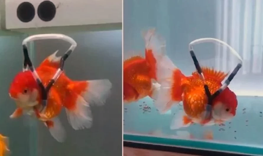 Man Develops Tiny Wheelchair To Help His Sick Goldfish