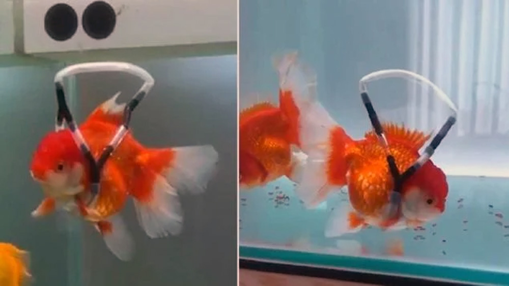 Man Develops Tiny Wheelchair To Help His Sick Goldfish